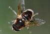 Eristalis tenax
